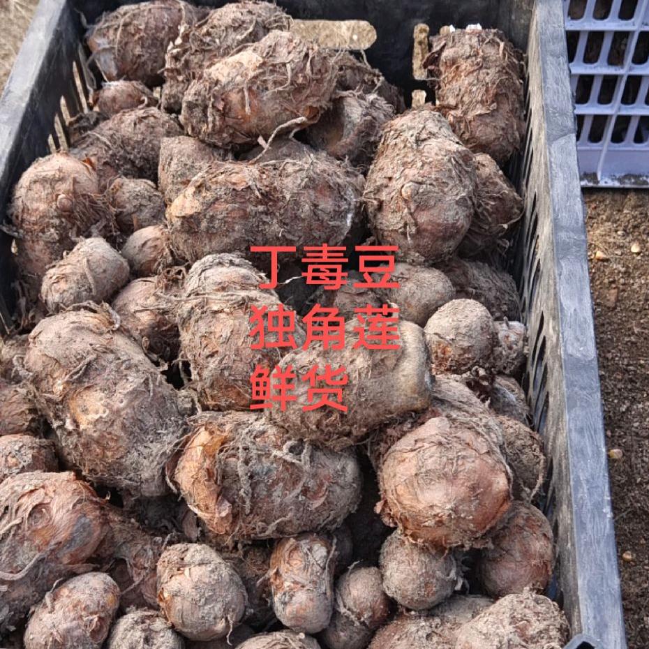丁毒豆独角莲