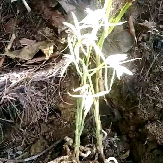 打拐小兰草（芝兰）