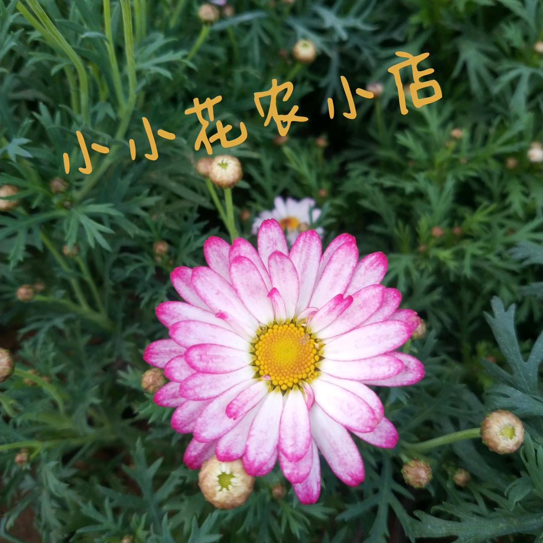 沭阳馨漫园艺场