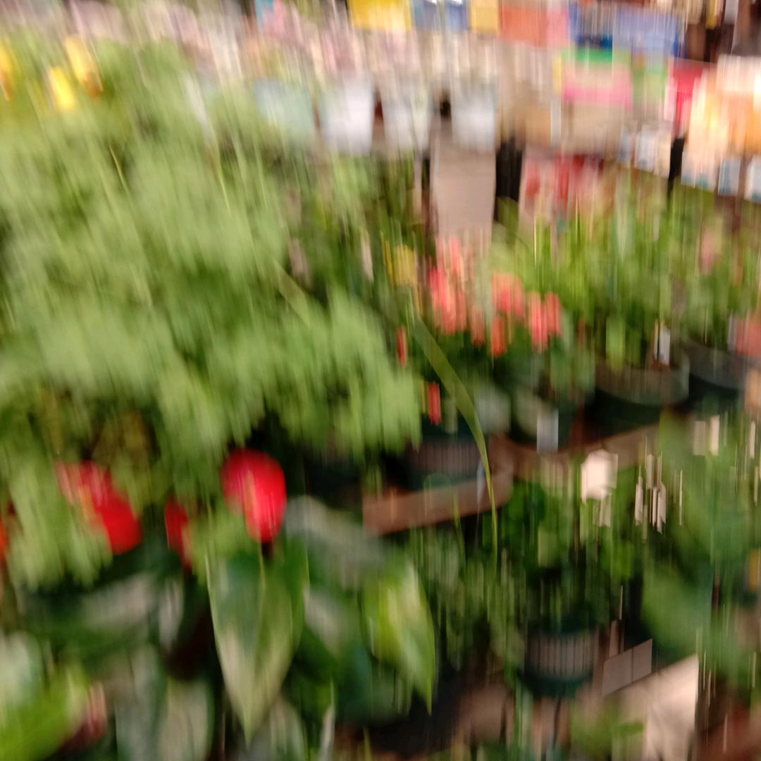 惜春🌹🌸花雨🌹🌹