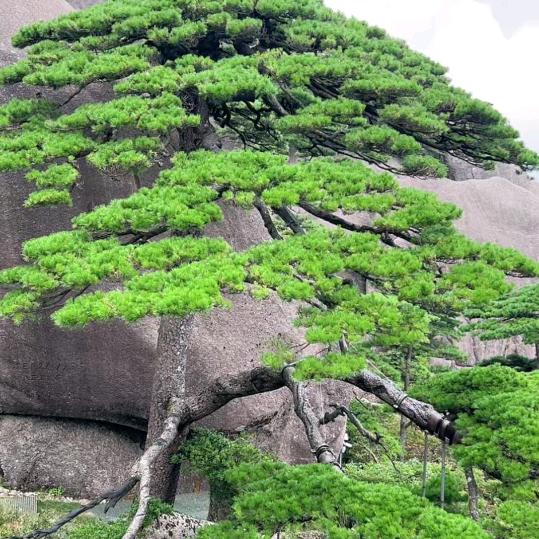 崇骰哉籁