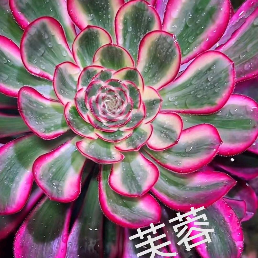 美美多肉摩道