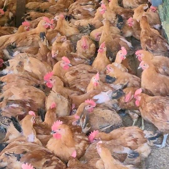 王@姑娘--金寨养鸡