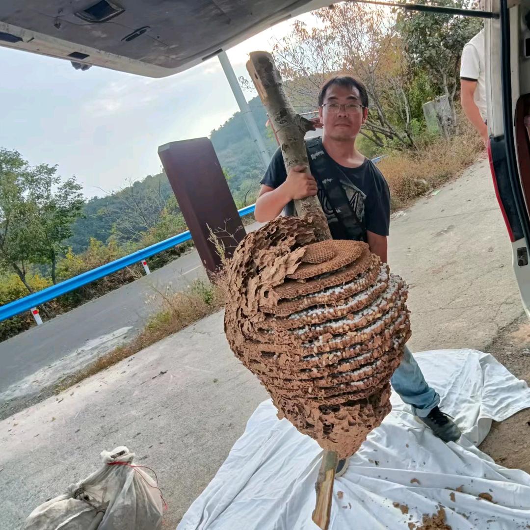 凯歌蜂业：彪子（户外收蜂）