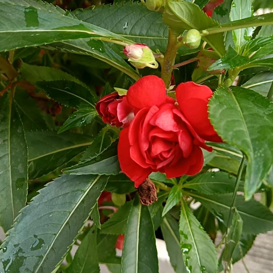 凤舞九天🌹