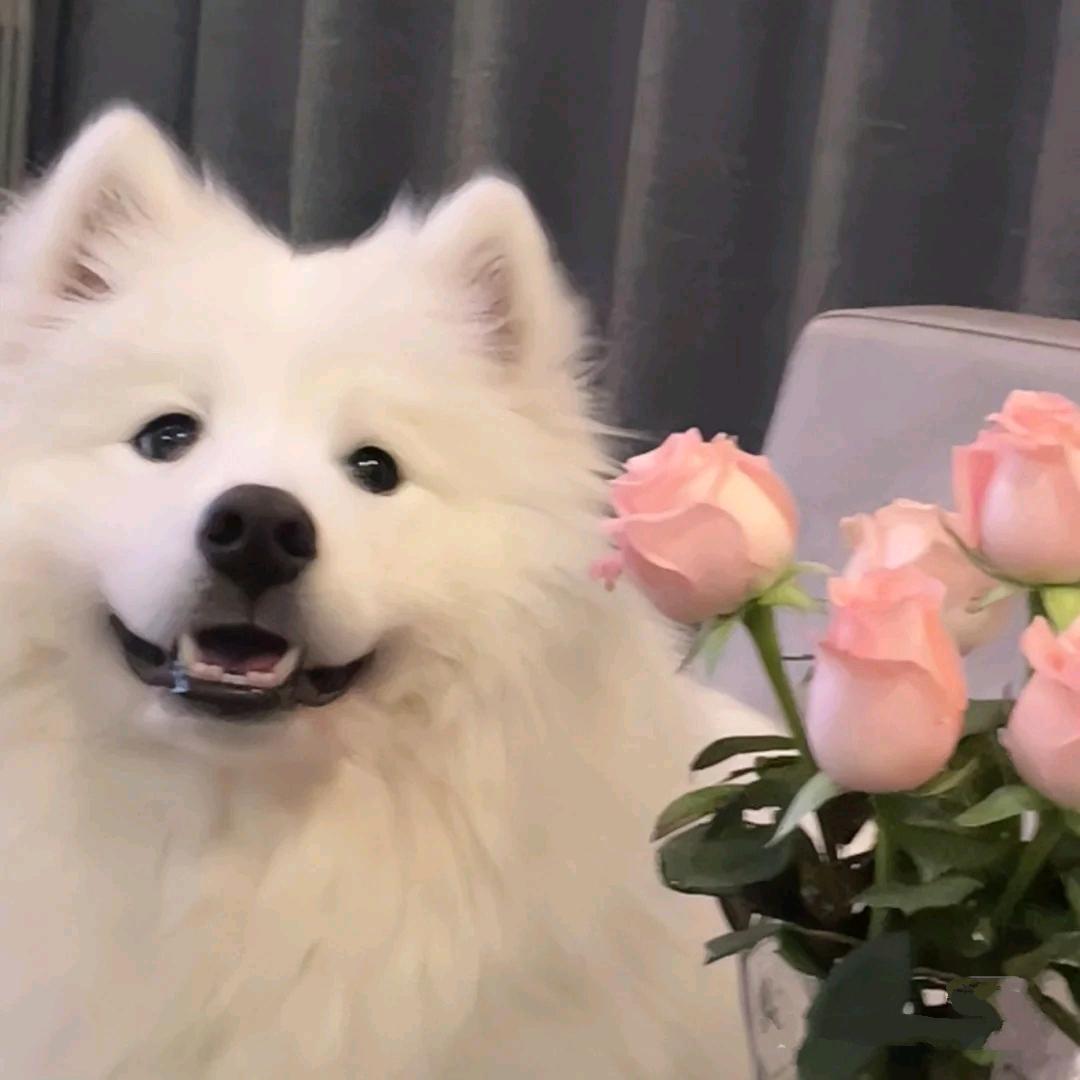 阿茹茹茹茹茹💜