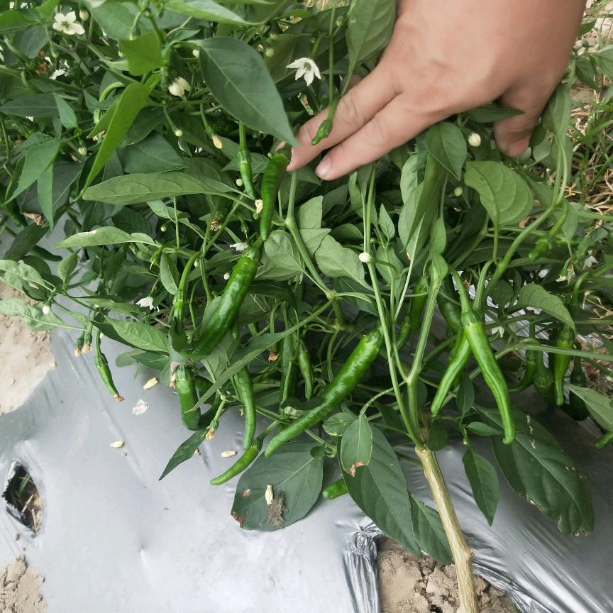 湘福樟树鲜辣铺2号