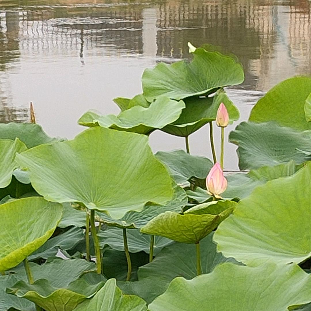 老大