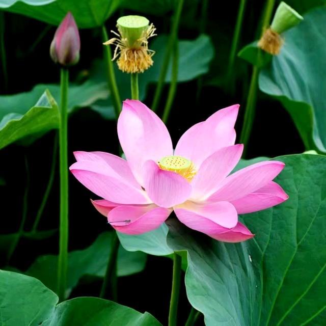 💖ꦿ᭄໊宁静🕊致远᭄ꦿᩚ