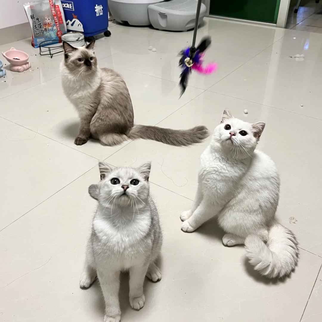 黑包梗