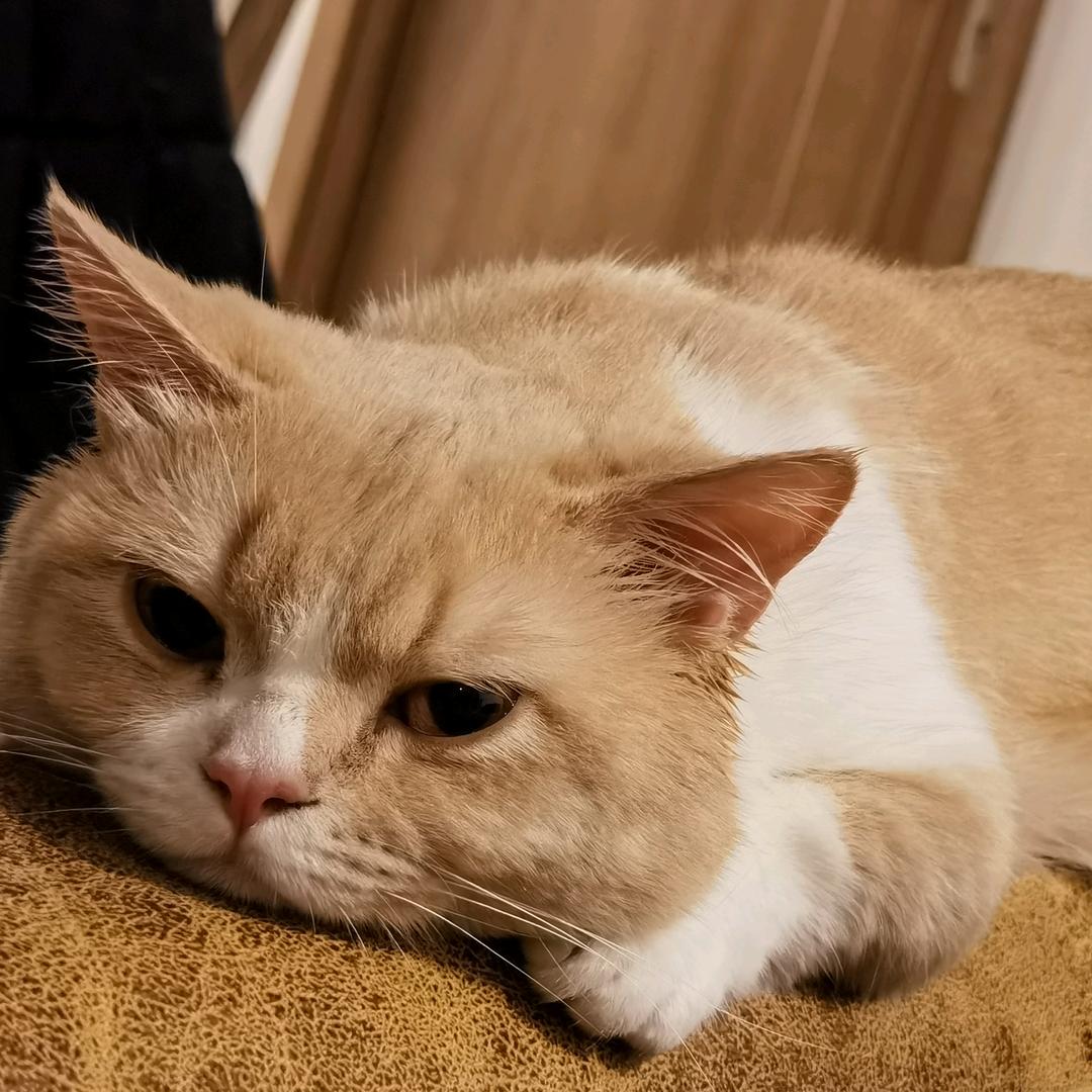 义务教育机构代码