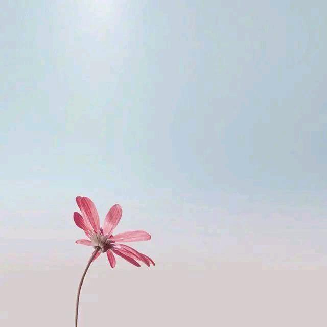 藏巴