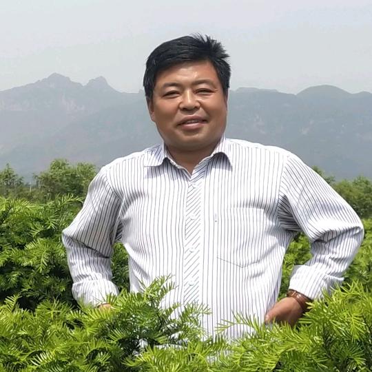红豆杉大哥