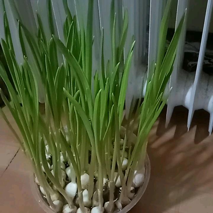 龙走天涯