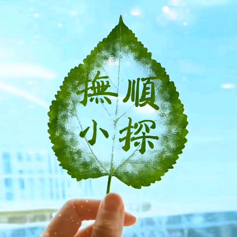 抚顺小探2