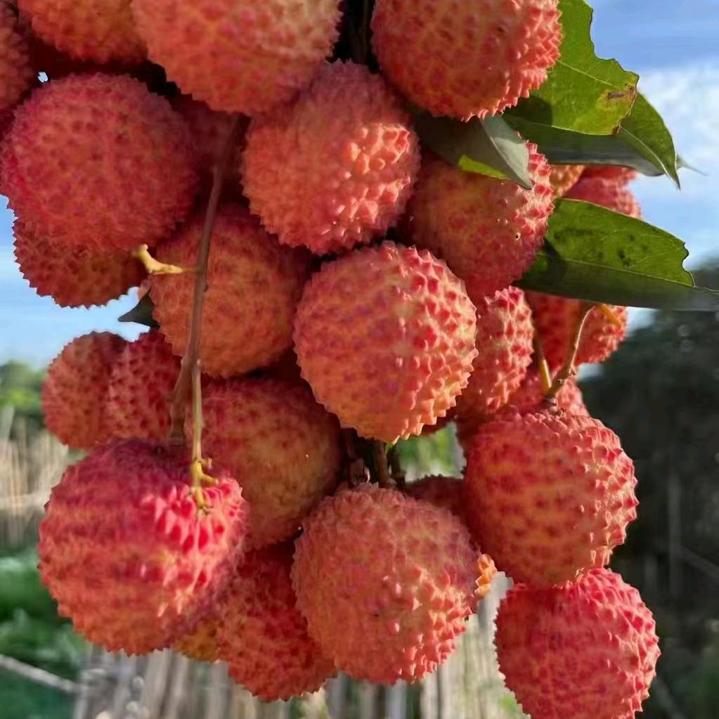 CN🐉一米七七🐉🍤