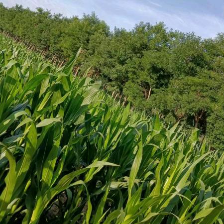 春之韵（拒私聊）