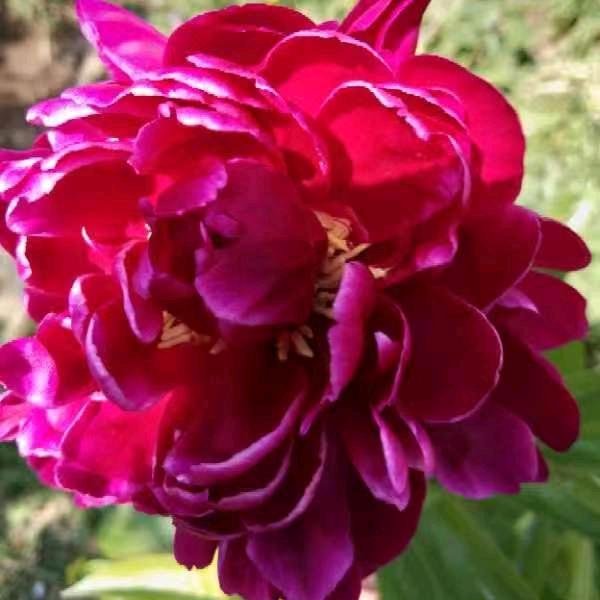 张家媳妇徐家女