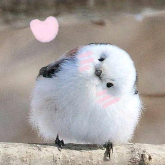 —━╋う芜伈╰◤