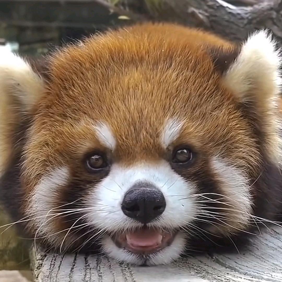 屋顶上的骑兵233