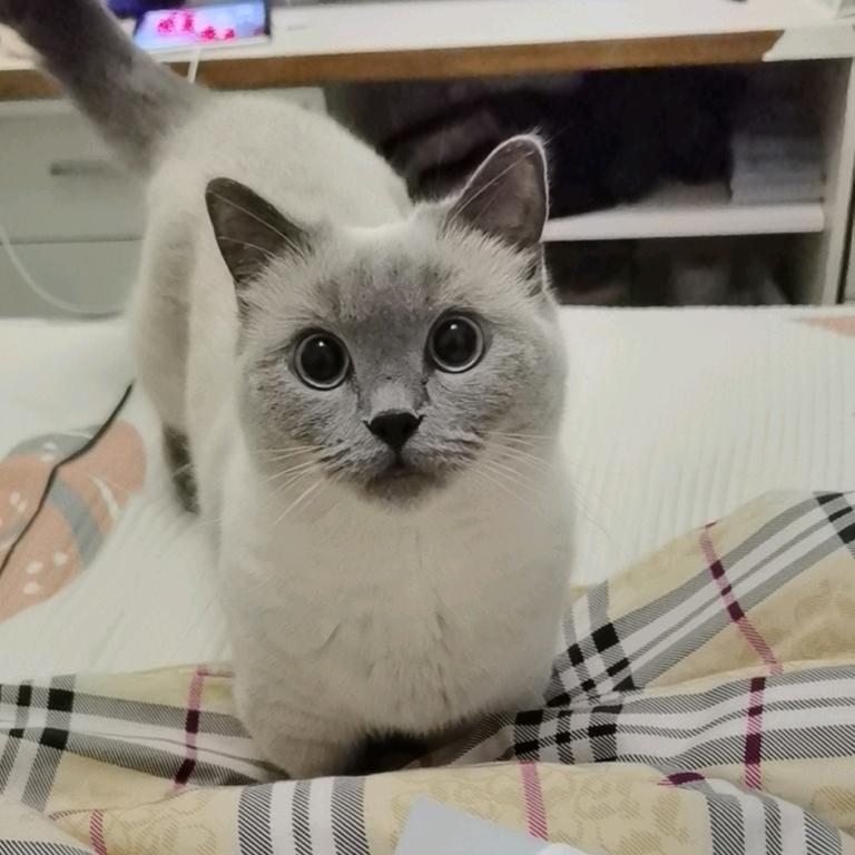 露馅的汤圆（想听嗵²版）