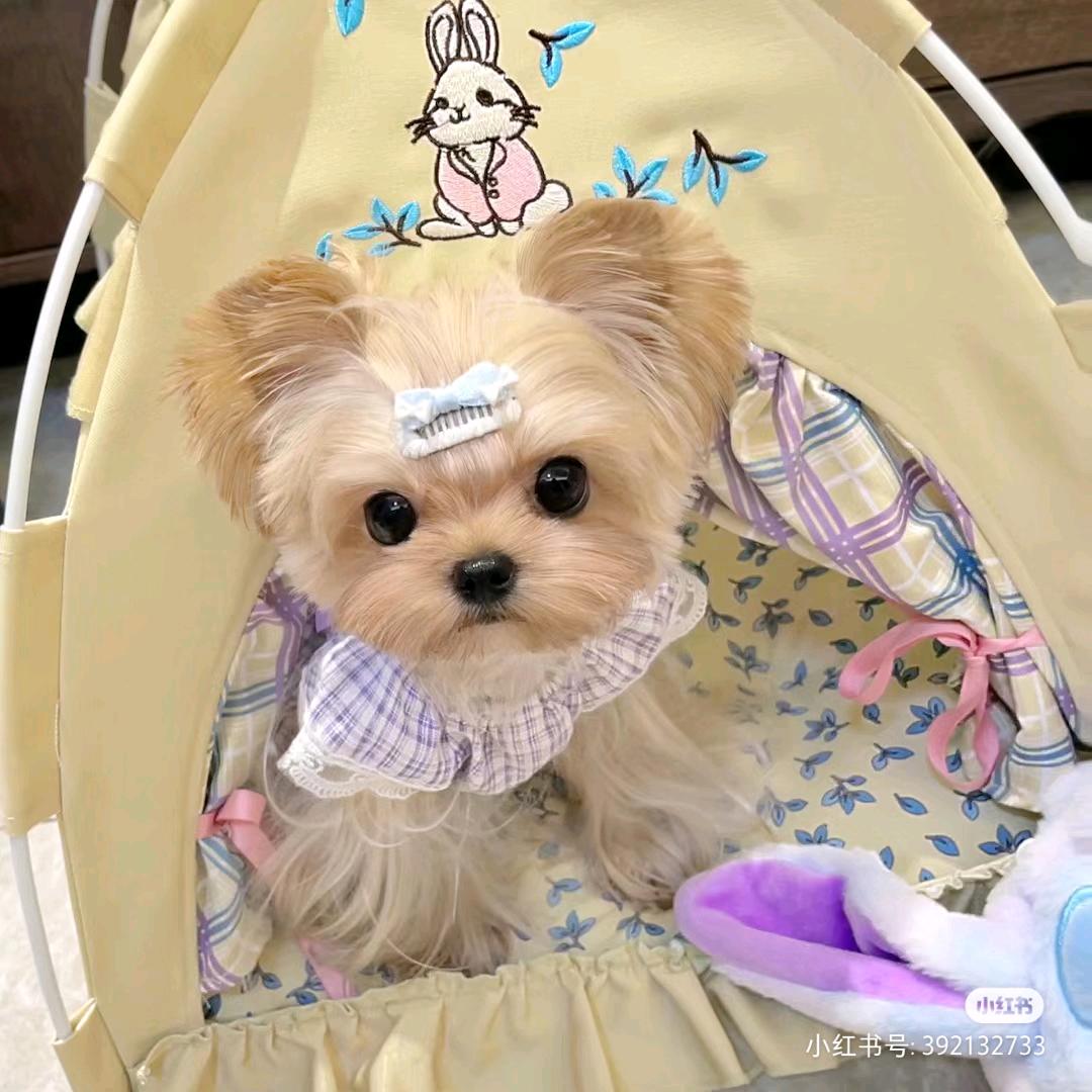 贝子小姐🦄