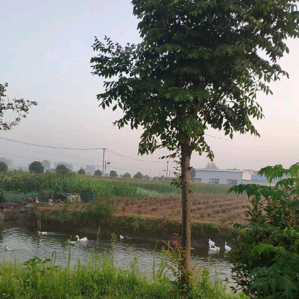 乡村哥