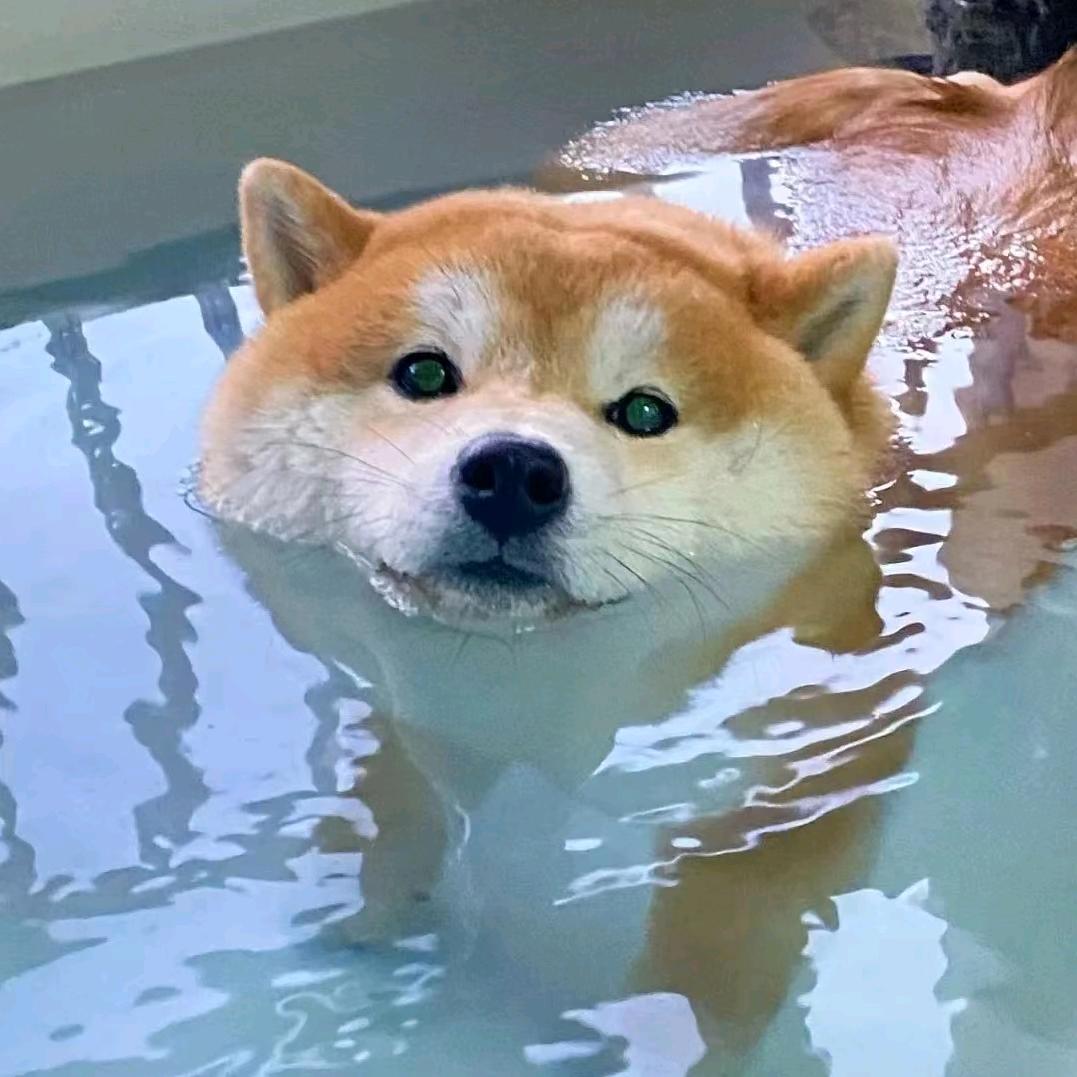 笨笨的小刘同学