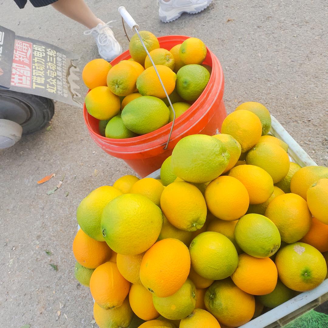 丽姐（桔🍊橙园）〈好物在厨窗）