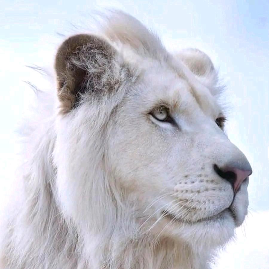 大师（木法沙）