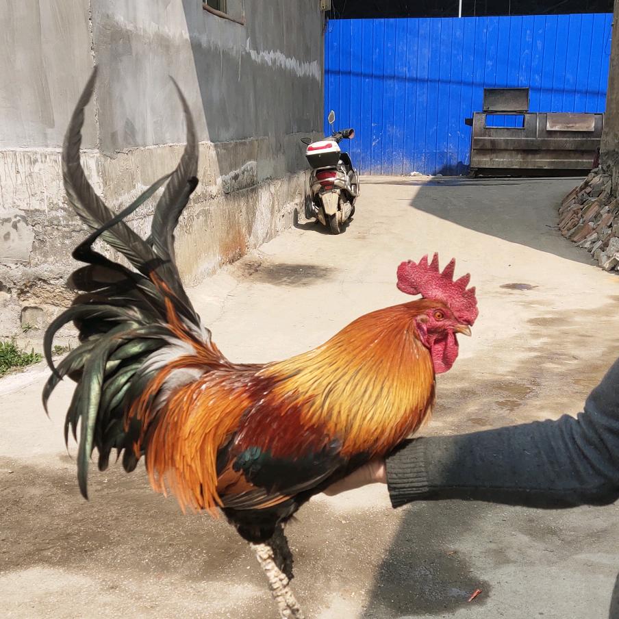 西秀区阿松土鸡