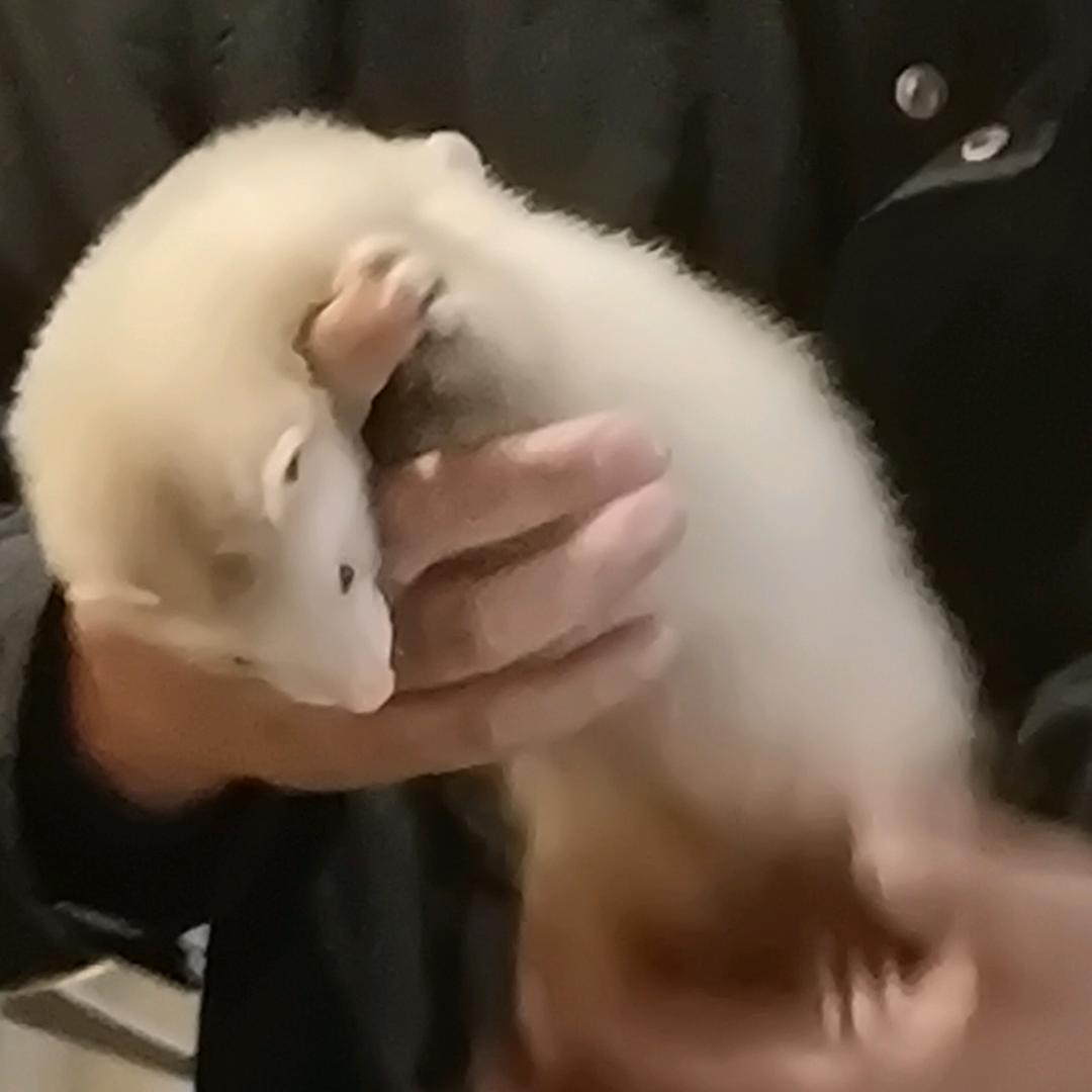 祺祺怪怪💖