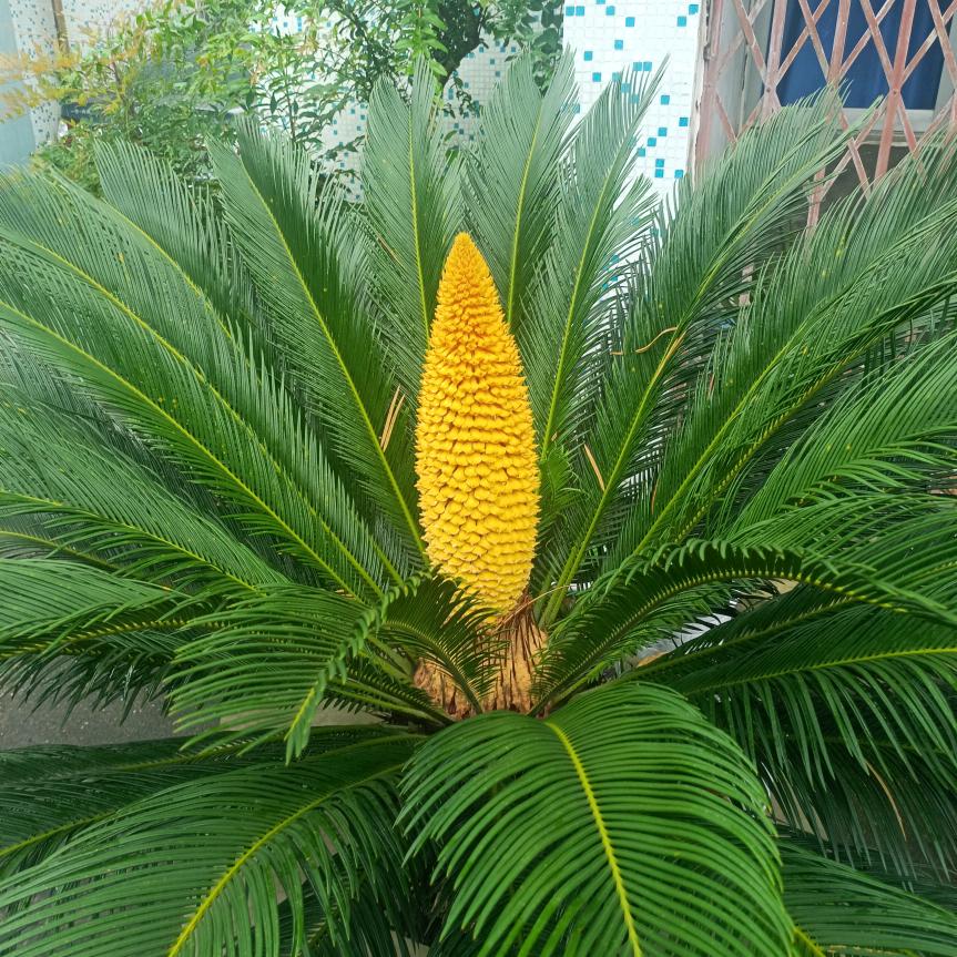 🌻爰你一生🌻