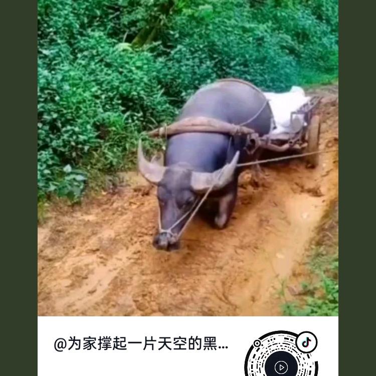 为家撑起一片天空的黑乔巴！