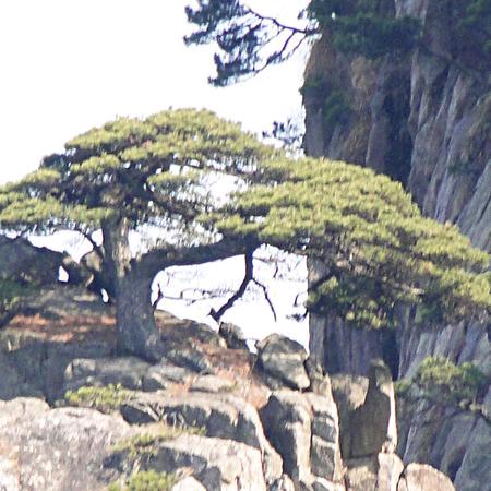 梧州山松盆景绿茶兄