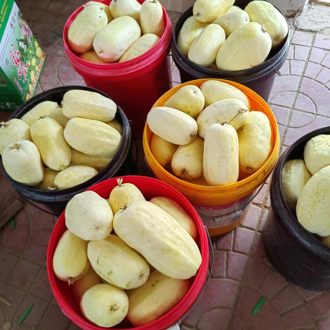弥河银瓜