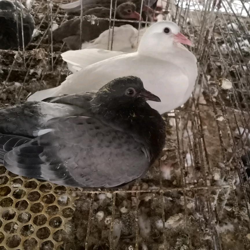 一鸽