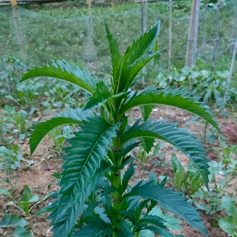 牛磨王（模具加工）