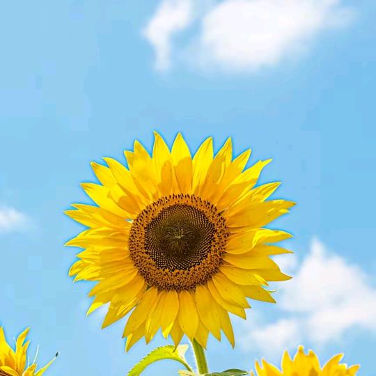 苦荞