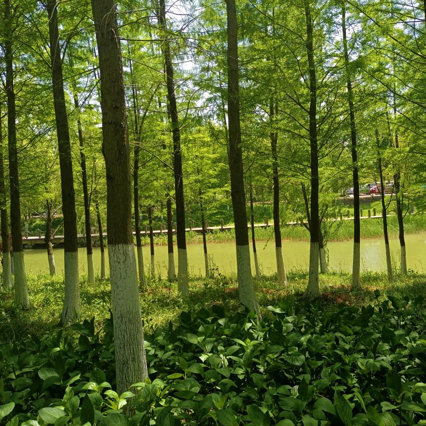 小飞马
