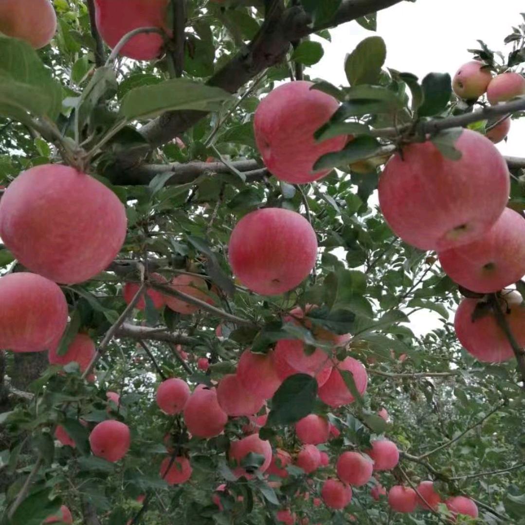 农民，🍎苹果姐
