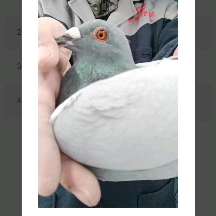 雄鹰赛鸽