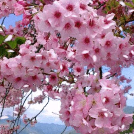 ✨如梦(主号）✨