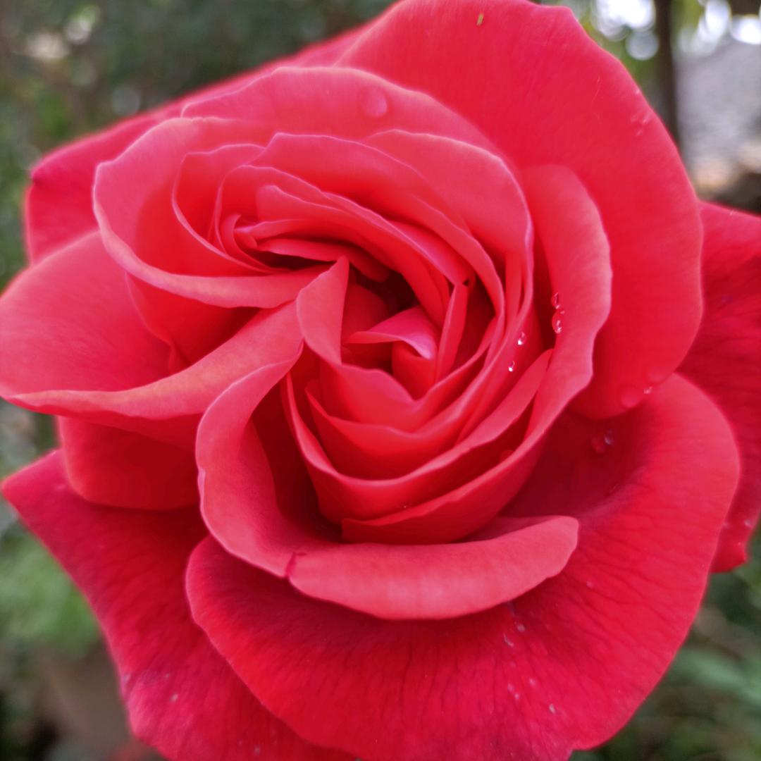 淑芬
