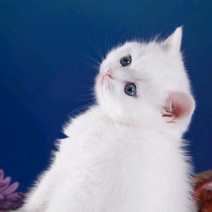 水晶梦