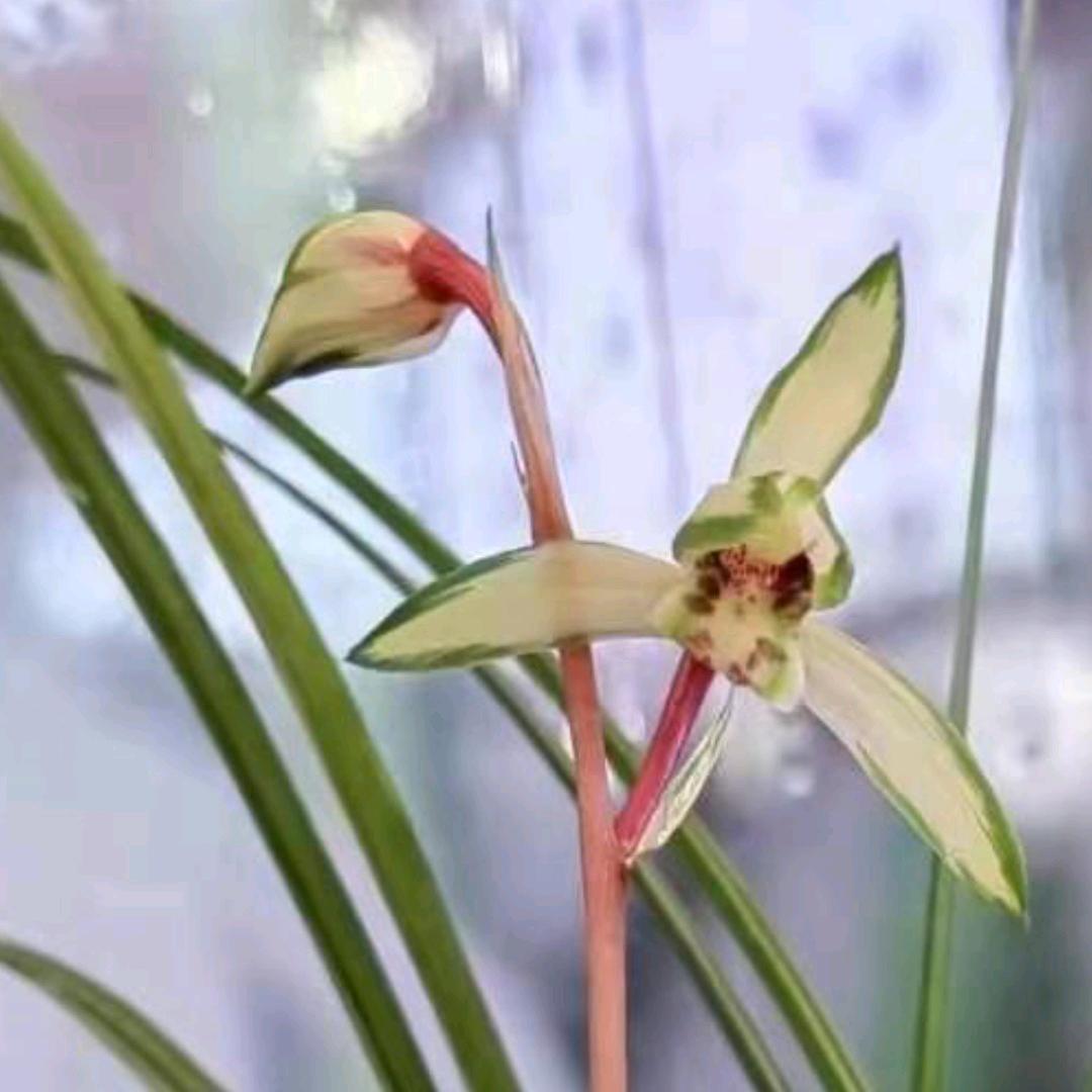 腾冲国城花卉
