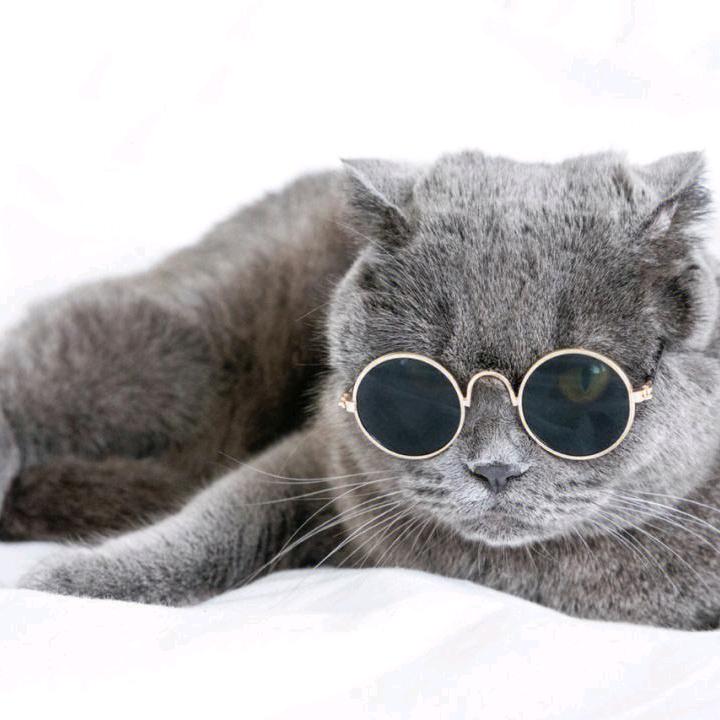 @🐱好久不见🐱@