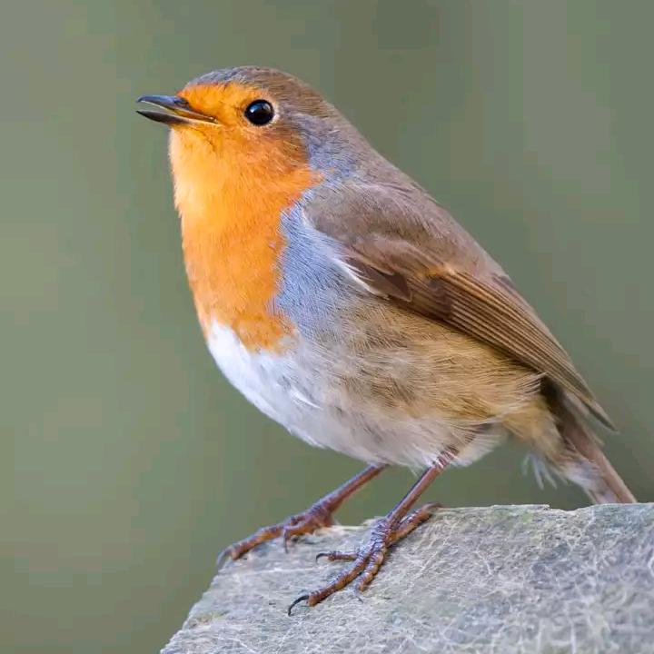 心