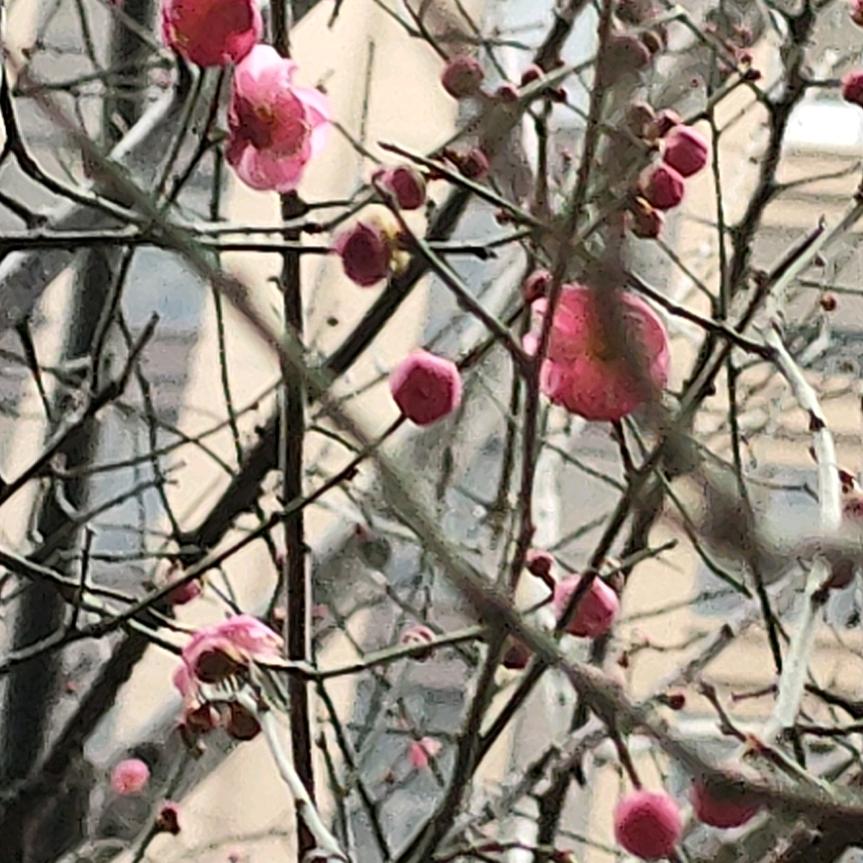 一枝梅