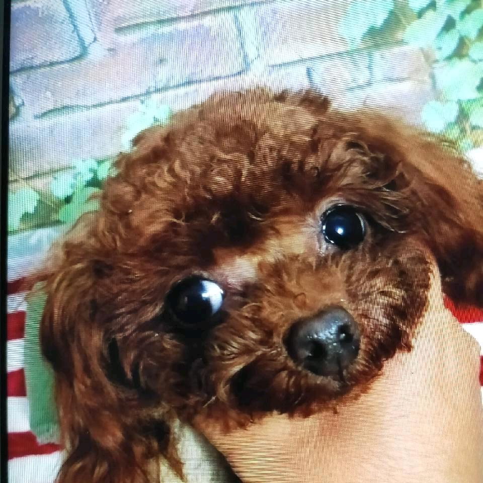 家养灰泰迪比熊